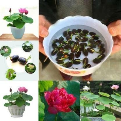 FlexiBloom Flower Seeds